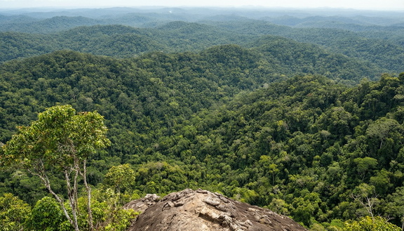 ridge-overlooking-endless-jungle-01